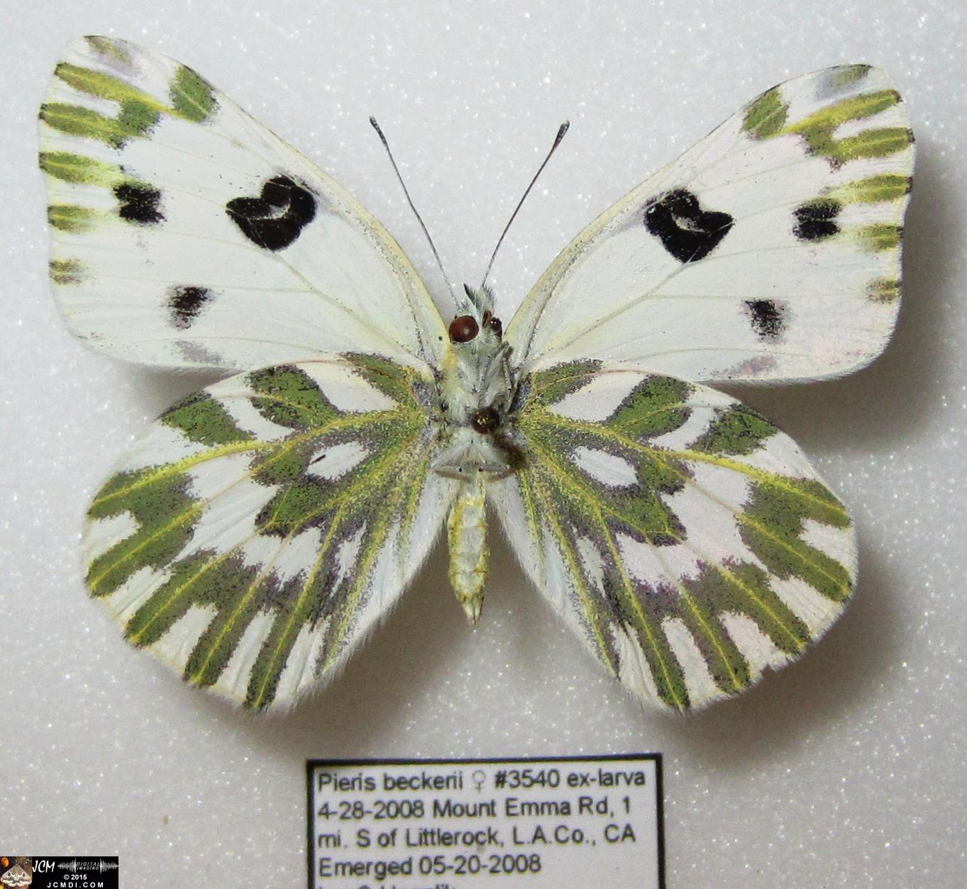 Pieris beckerii (Pontia beckerii) female verso